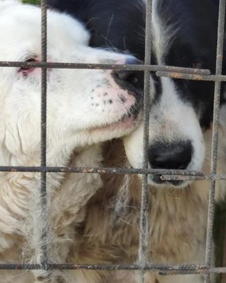 Border collie mix maremmano in adozione