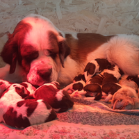 Cuccioli di San Bernardo