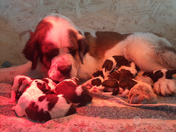 Cuccioli di San Bernardo