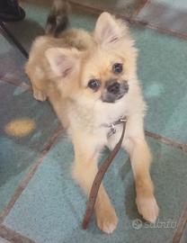 Cucciolo di Pomchi 
