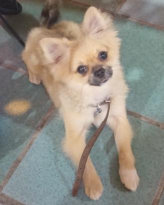 Cucciolo di Pomchi 