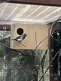 Passeri del Giappone