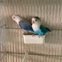 Inseparabili fischer e personata