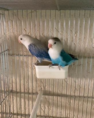 Inseparabili fischer e personata