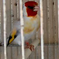 Coppia di Cardellini mayor