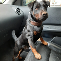German Jagd Terrier disponibile per monta