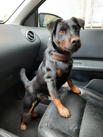 German Jagd Terrier disponibile per monta