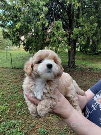 Maltipoo