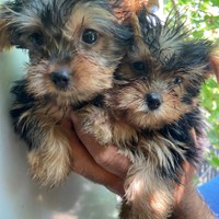 Cuccioli Yorkshire terrier