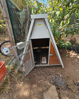 pollaio ferranti con porta automatica 
