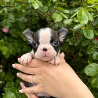 Cuccioli Boston Terrier di alta genealogia