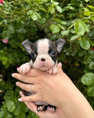 Cuccioli Boston Terrier