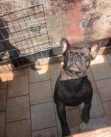 Bull dogg francese