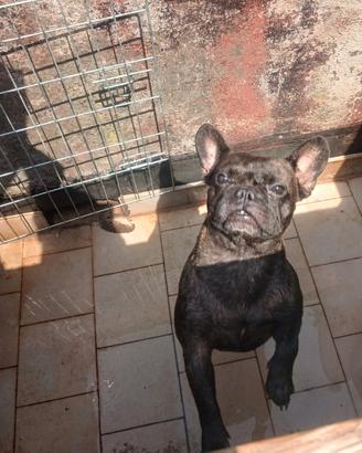 Bull dogg francese