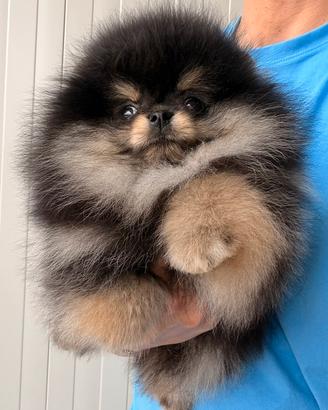 Pomerania