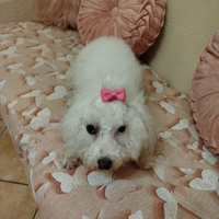 Maltese femminuccia