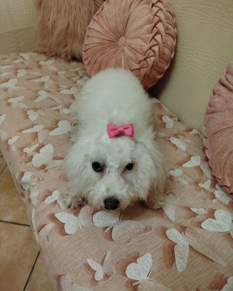 Maltese femminuccia