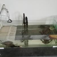 acquario per tartarughe