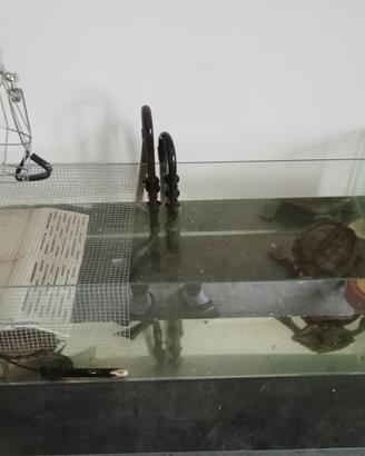 acquario per tartarughe