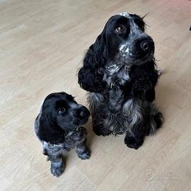 Cocker spaniel