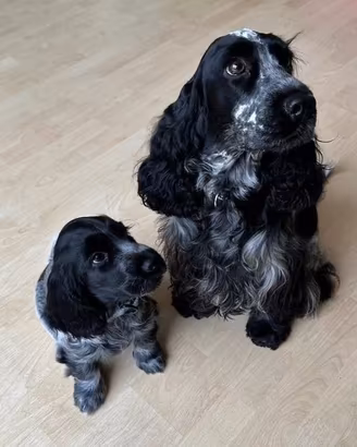 Cocker spaniel