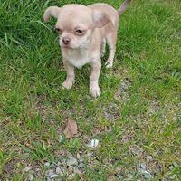 Cucciola chihuahua