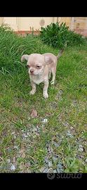 Cucciola chihuahua