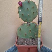 pianta di opuntia 