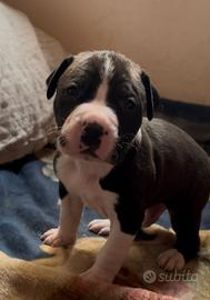 Cuccioli Pitbull