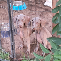 Cuccioli weimaraner