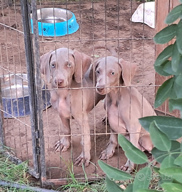 Cuccioli weimaraner