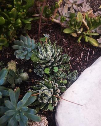 Piante grasse di Haworthia fasciata