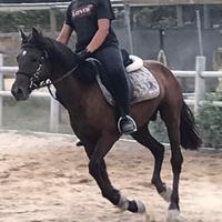 Cavallo super pony