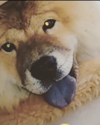 Chow chow
