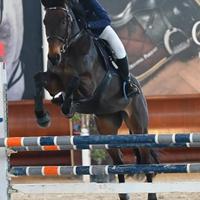 Sella italiano 10 anni