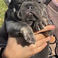 Super cuccioli bulldog francese
