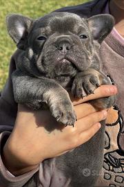 Super cuccioli bulldog francese