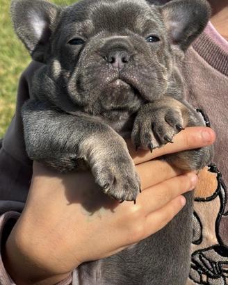 Super cuccioli bulldog francese