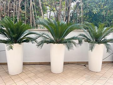 Cycas con vaso