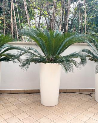 Cycas con vaso