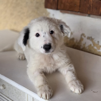 Cucciolo meticcio in adozione