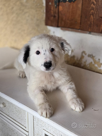 Cucciolo meticcio in adozione