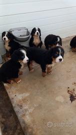 Cuccioli di bovaro del Bernese