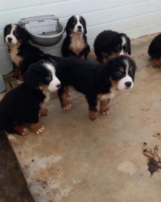 Cuccioli di bovaro del Bernese