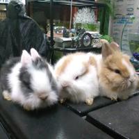 Coniglietti nani e ariete