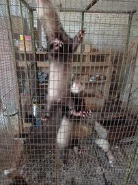 Animali furetti