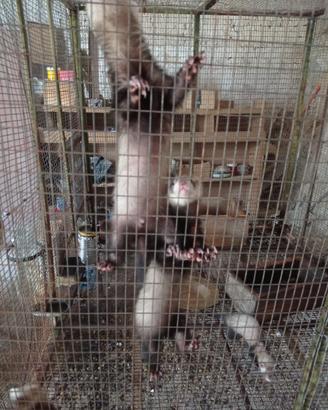Animali furetti