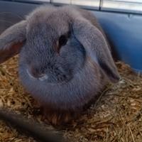 Coniglio nano testa di Ariete