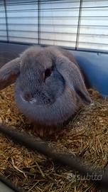Coniglio nano testa di Ariete