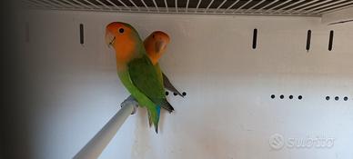 Coppia inseparabili roseicolli